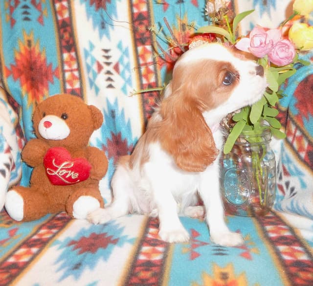 Cavalier King Charles Spaniel Puppies media 8
