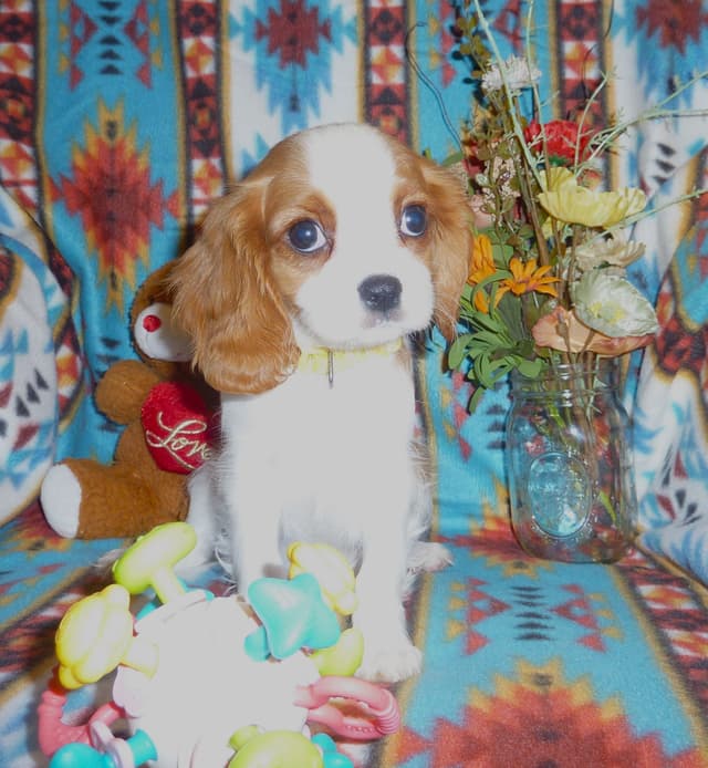 Cavalier King Charles Spaniel Puppies media 9
