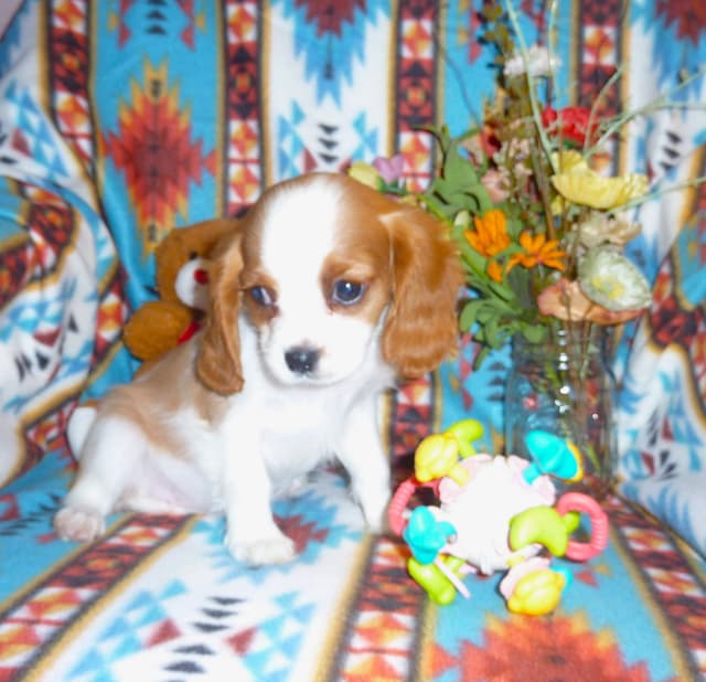 Cavalier King Charles Spaniel Puppies media 10