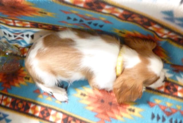 Cavalier King Charles Spaniel Puppies media 11