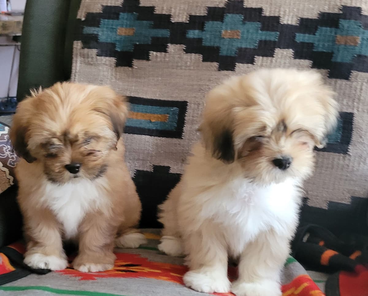 Lhasa Apso Puppies breeder image 3