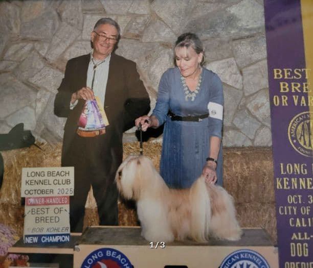 Lhasa Apso Puppies media 3