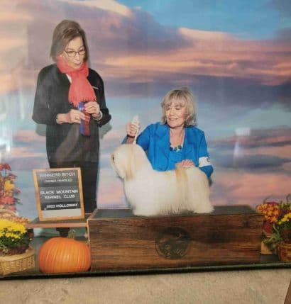 Lhasa Apso Puppies media 4