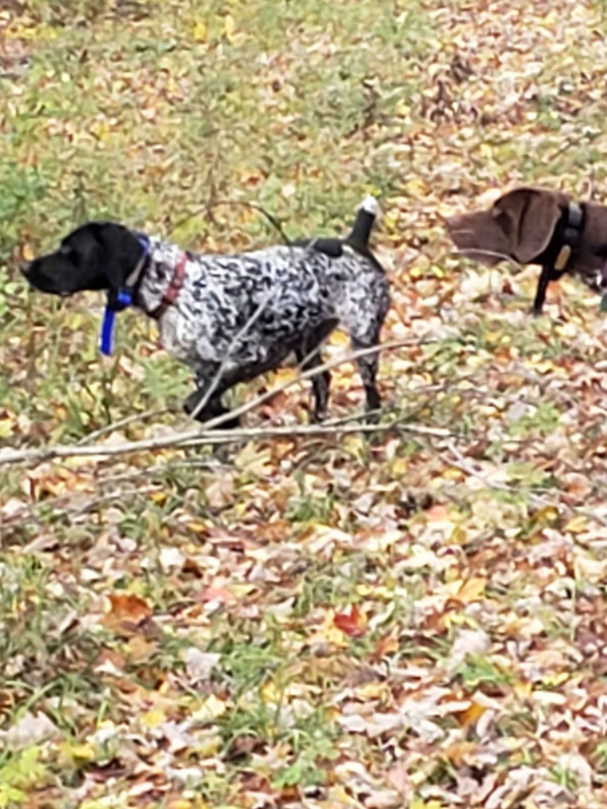 German Shorthaired pointer puppies breeder image 1