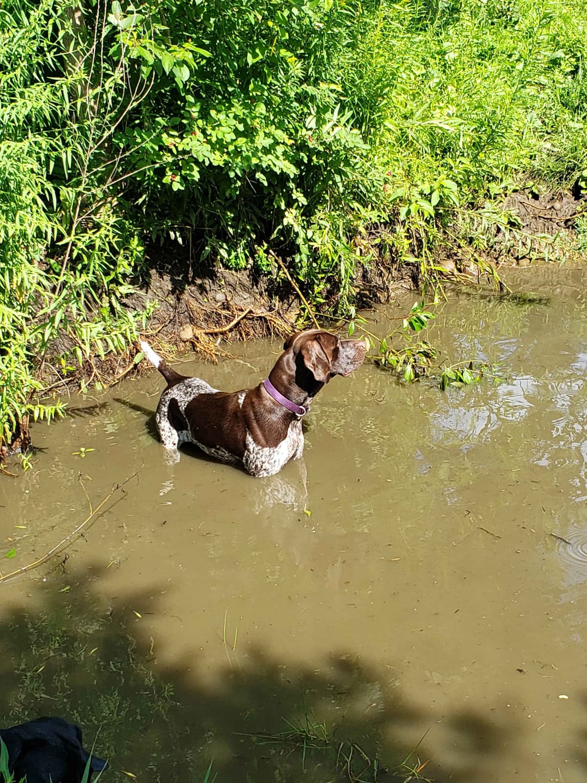 German Shorthaired pointer puppies breeder image 2