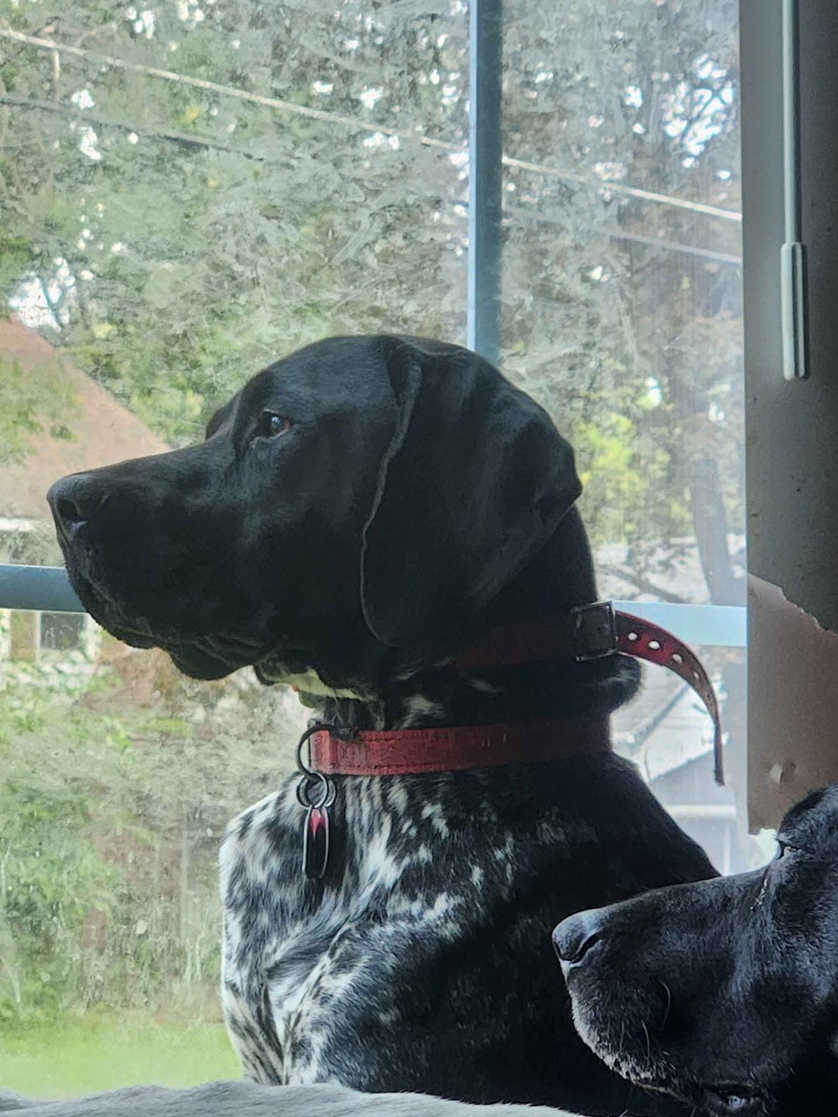 German Shorthaired pointer puppies breeder image 4