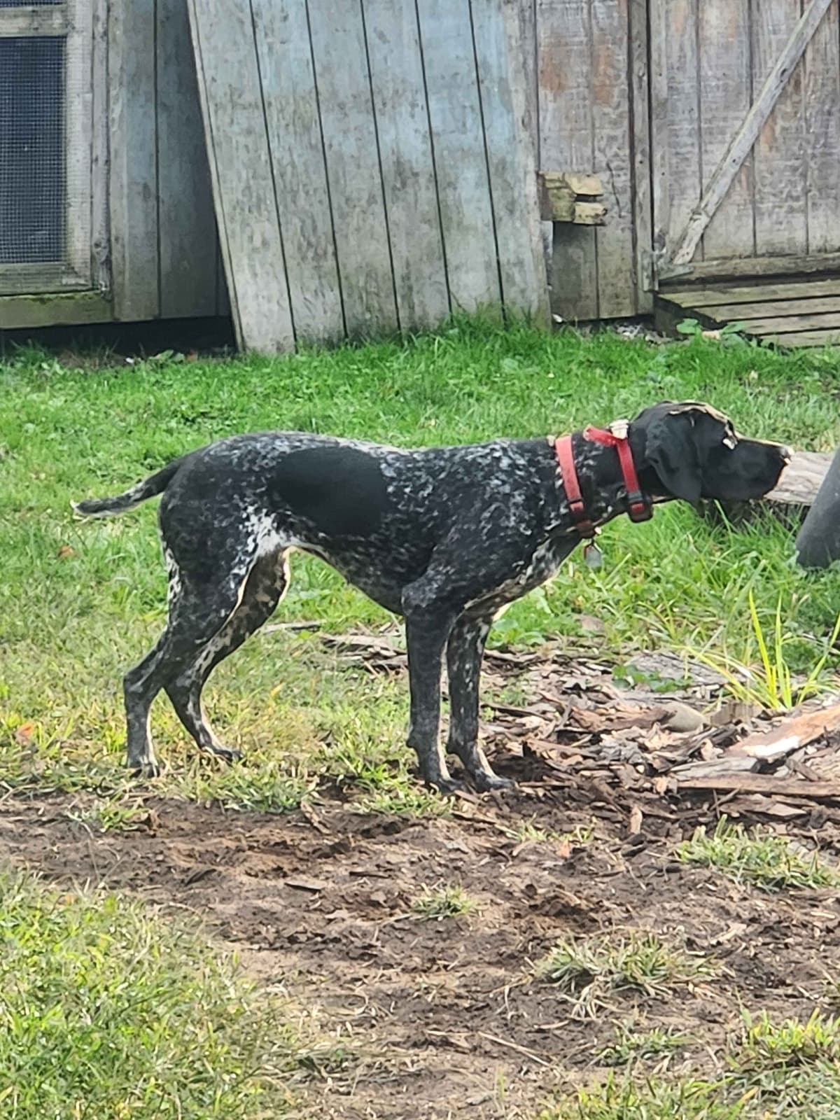 German Shorthaired pointer puppies breeder image 5