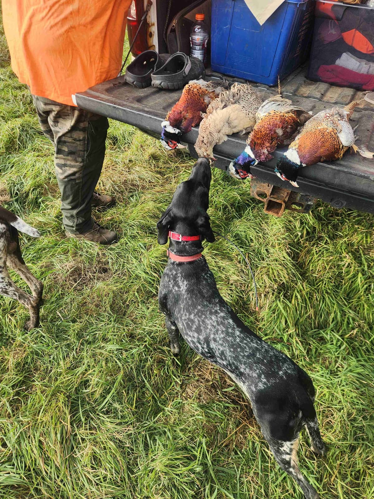 German Shorthaired pointer puppies breeder image 6