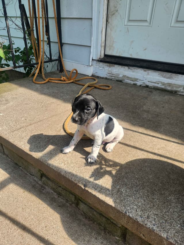 German Shorthaired pointer puppies media 7