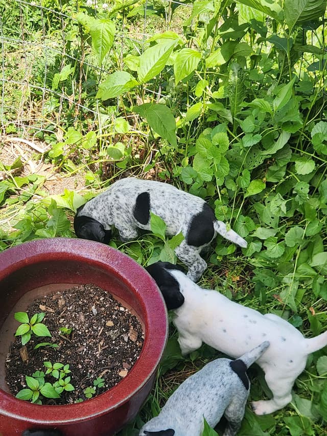 German Shorthaired pointer puppies media 6