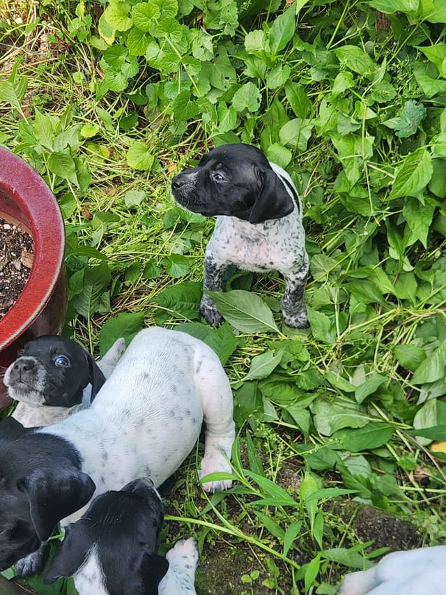 German Shorthaired pointer puppies media 16