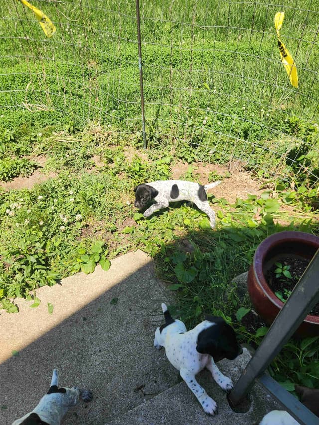 German Shorthaired pointer puppies media 8