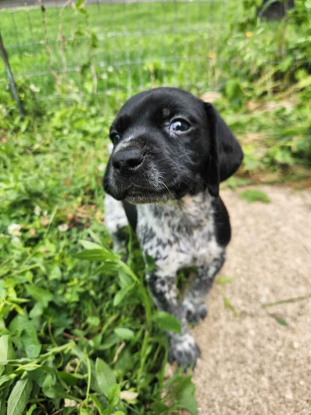 German Shorthaired pointer puppies media 2