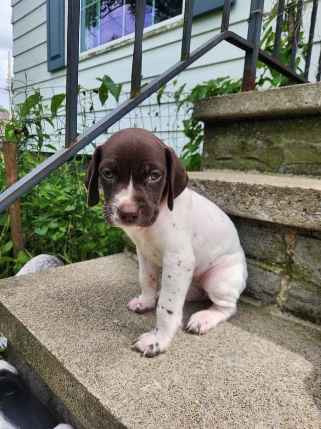 German Shorthaired pointer puppies media 17