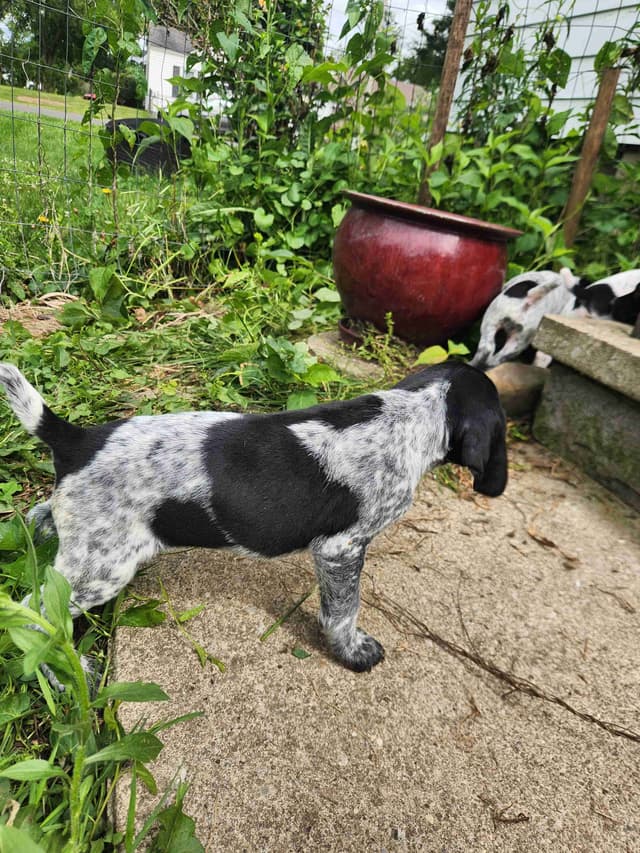 German Shorthaired pointer puppies media 10