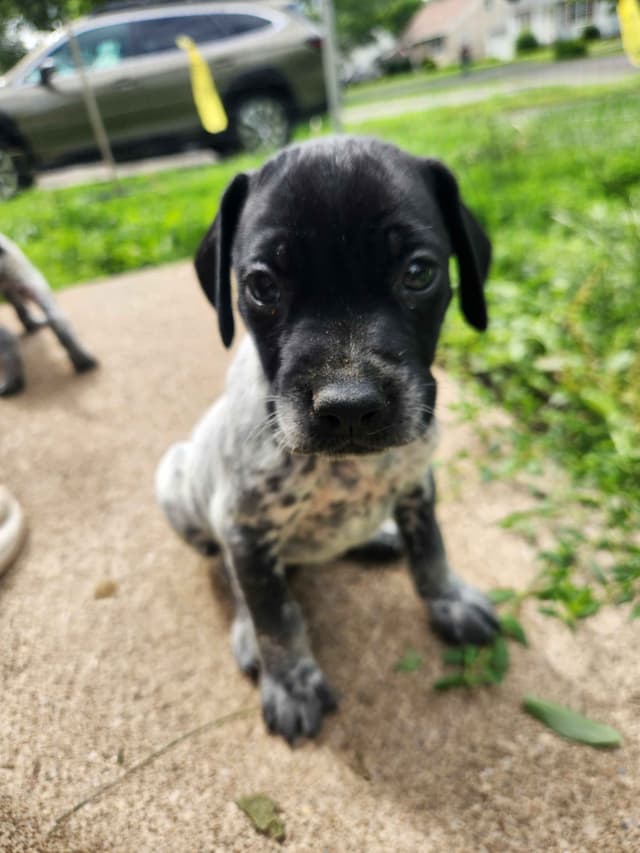 German Shorthaired pointer puppies media 11