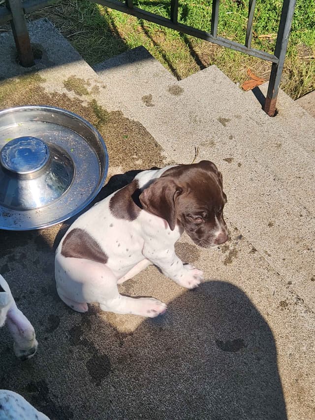 German Shorthaired pointer puppies media 14