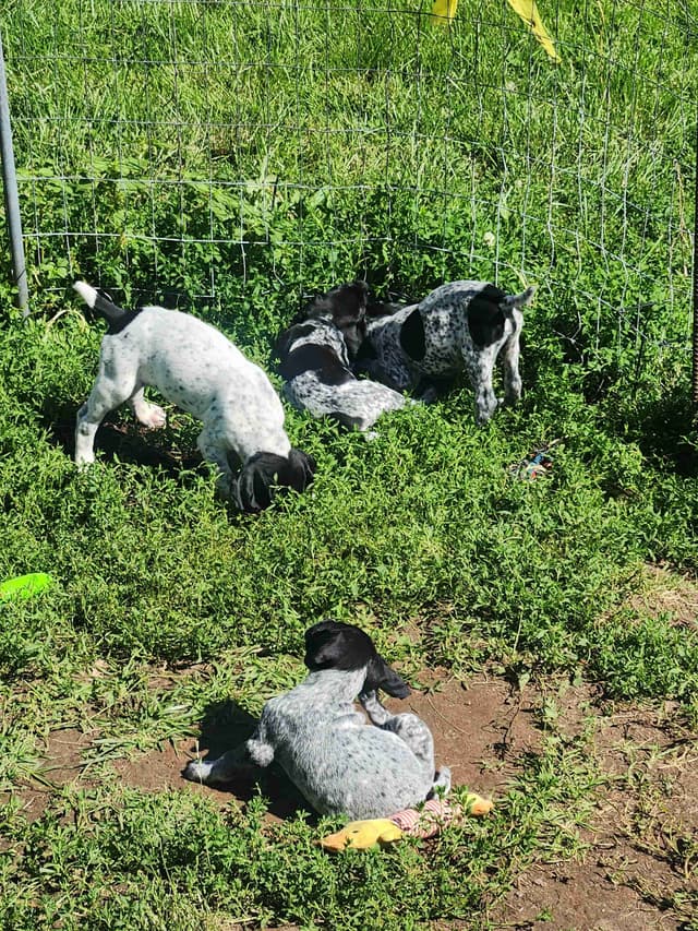 German Shorthaired pointer puppies media 13