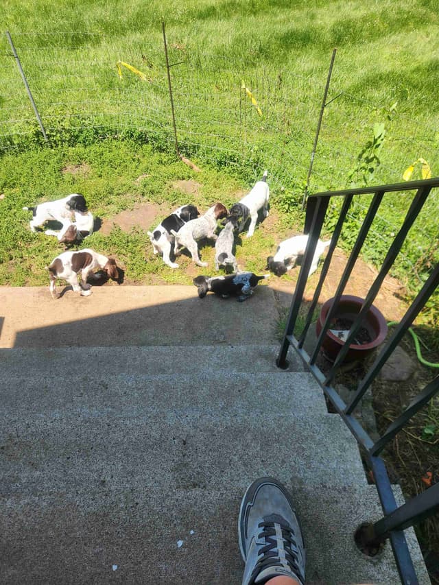German Shorthaired pointer puppies media 12