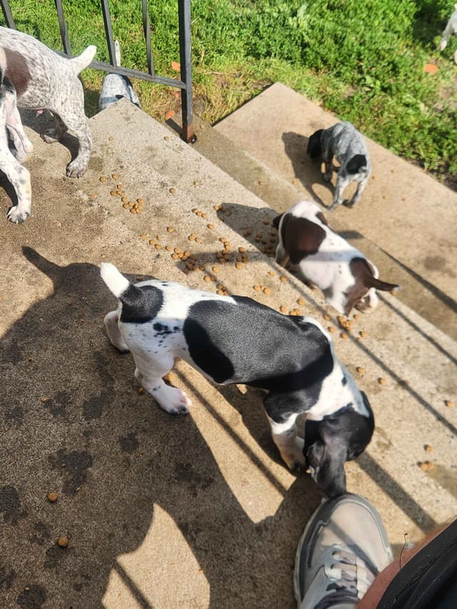 German Shorthaired pointer puppies media 9