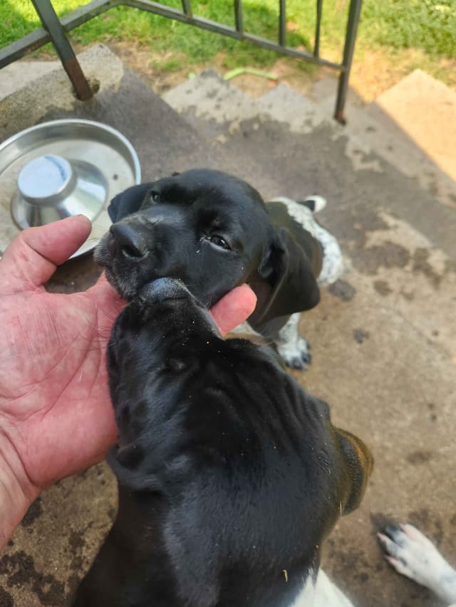 German Shorthaired pointer puppies media 4