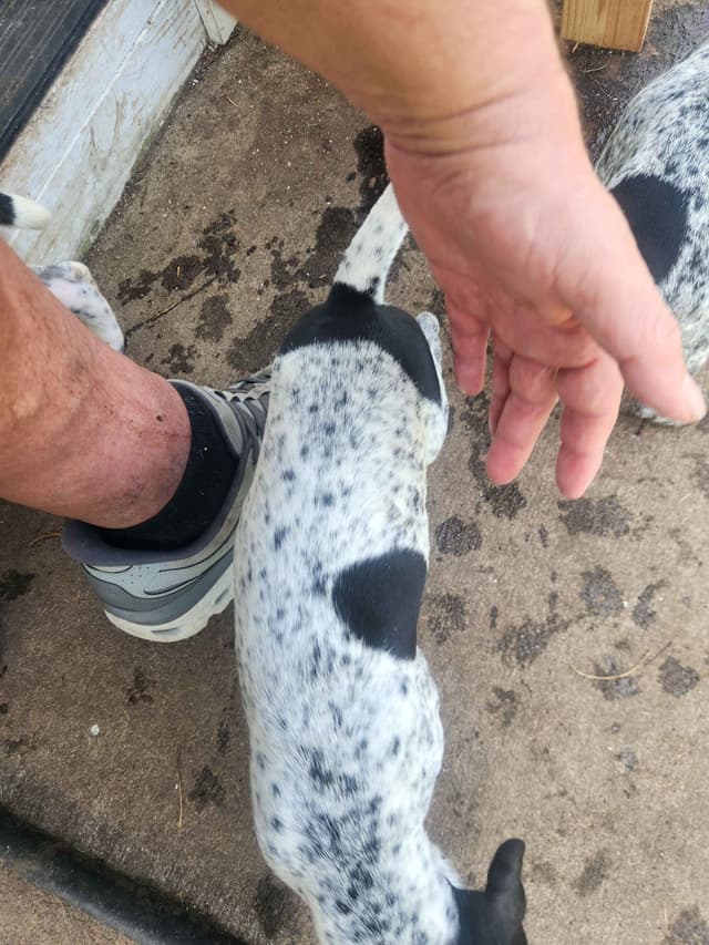 German Shorthaired pointer puppies media 5