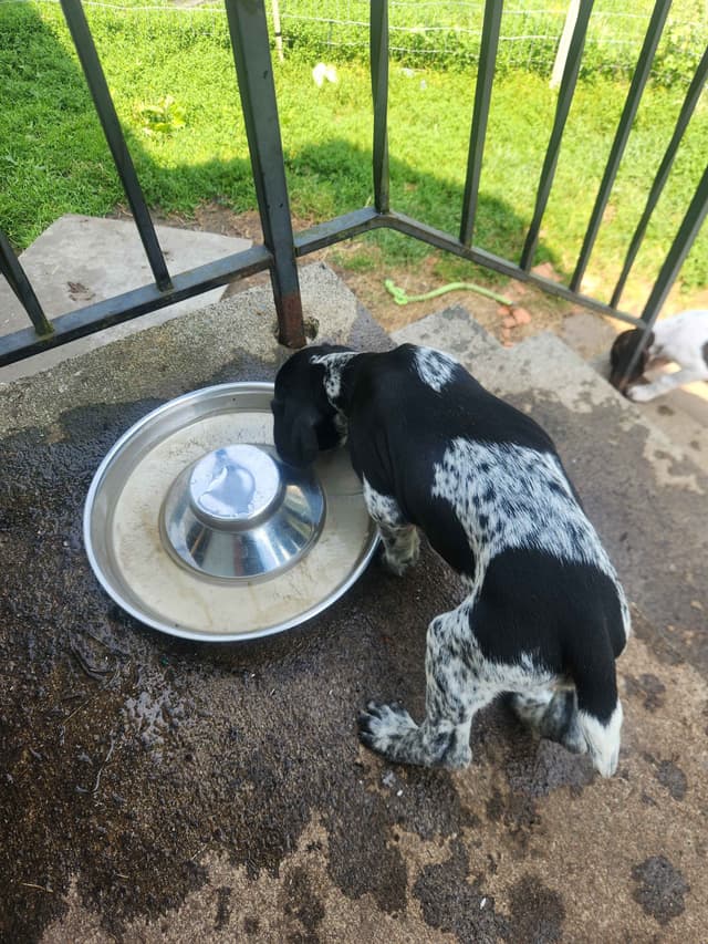 German Shorthaired pointer puppies media 3
