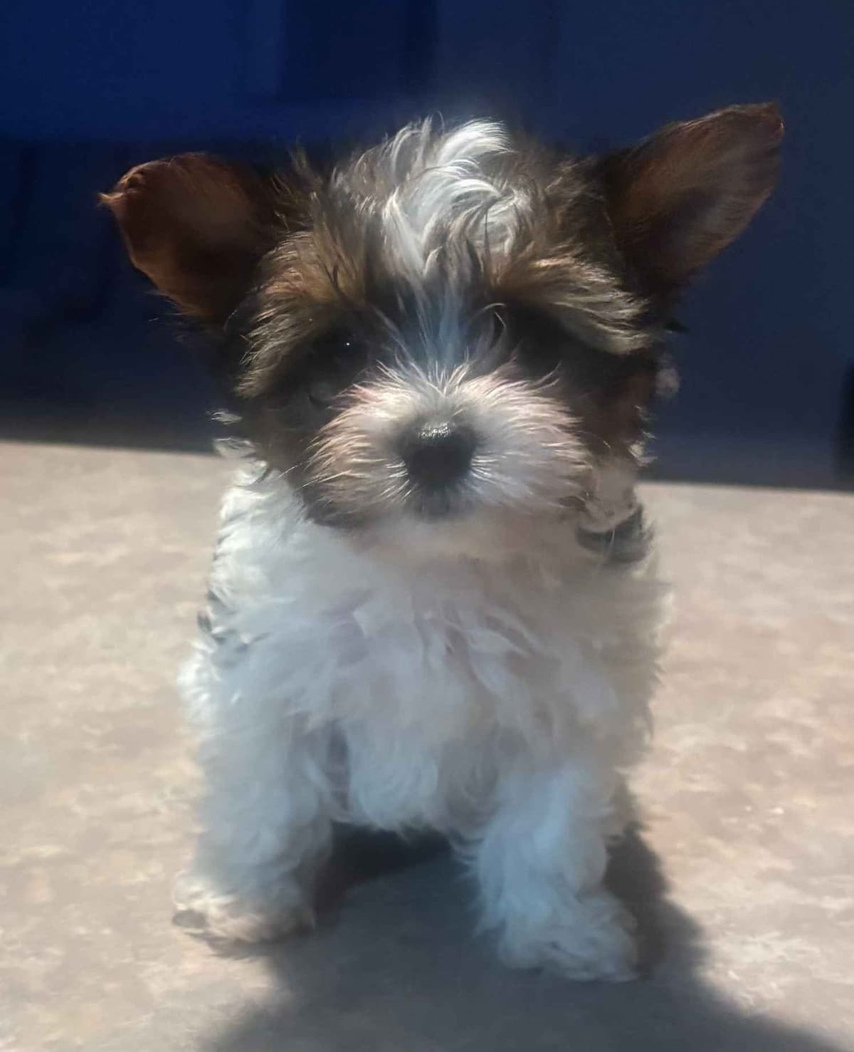 Yorkshire Terrier Puppies breeder image 1