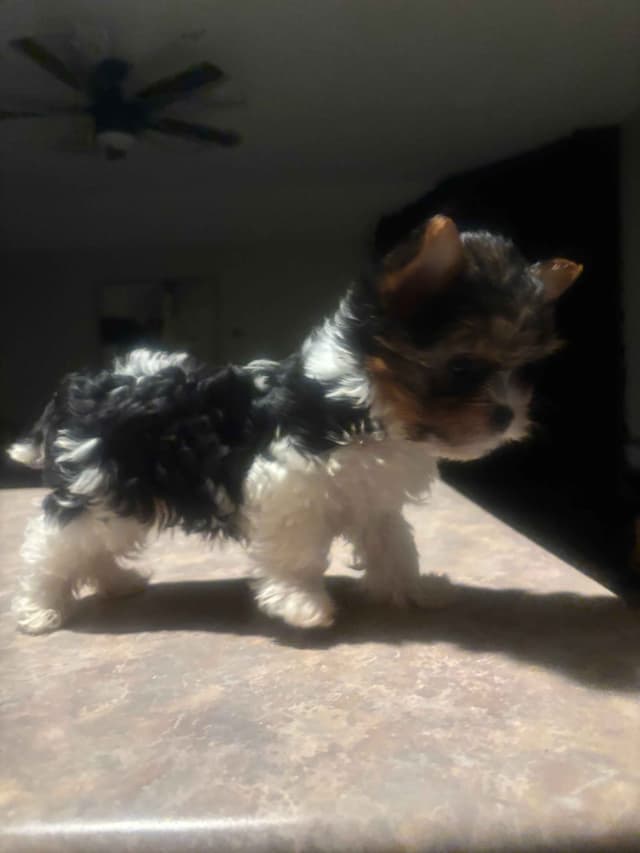 Yorkshire Terrier Puppies media 2
