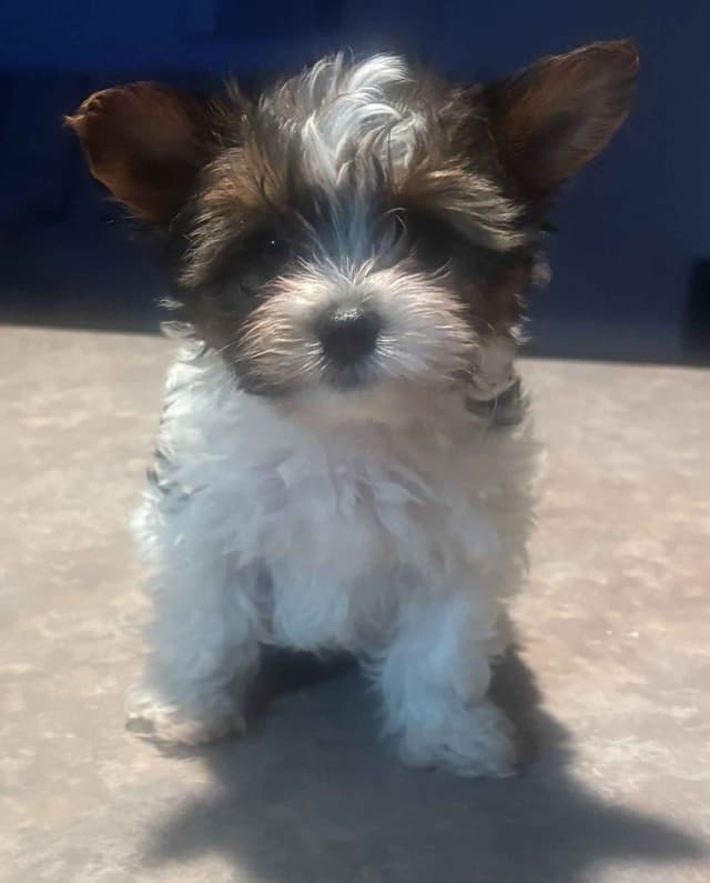 Yorkshire Terrier Puppies media 3