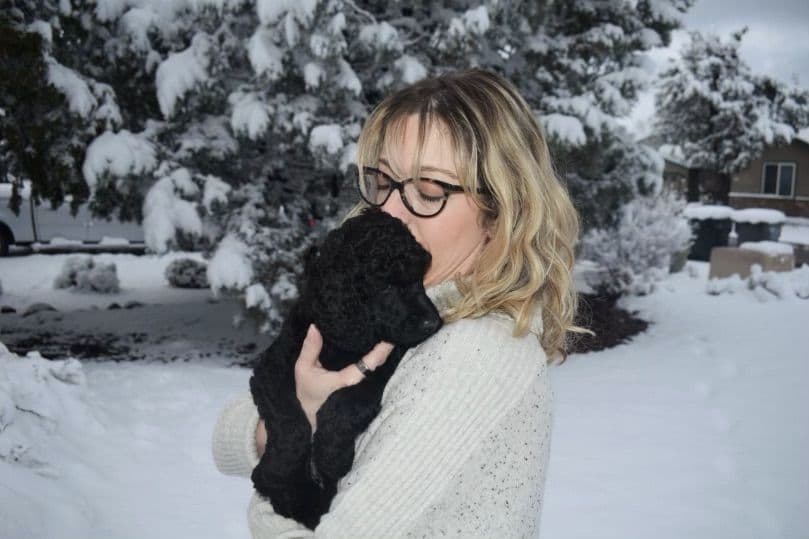 Poodle Puppies breeder image 1