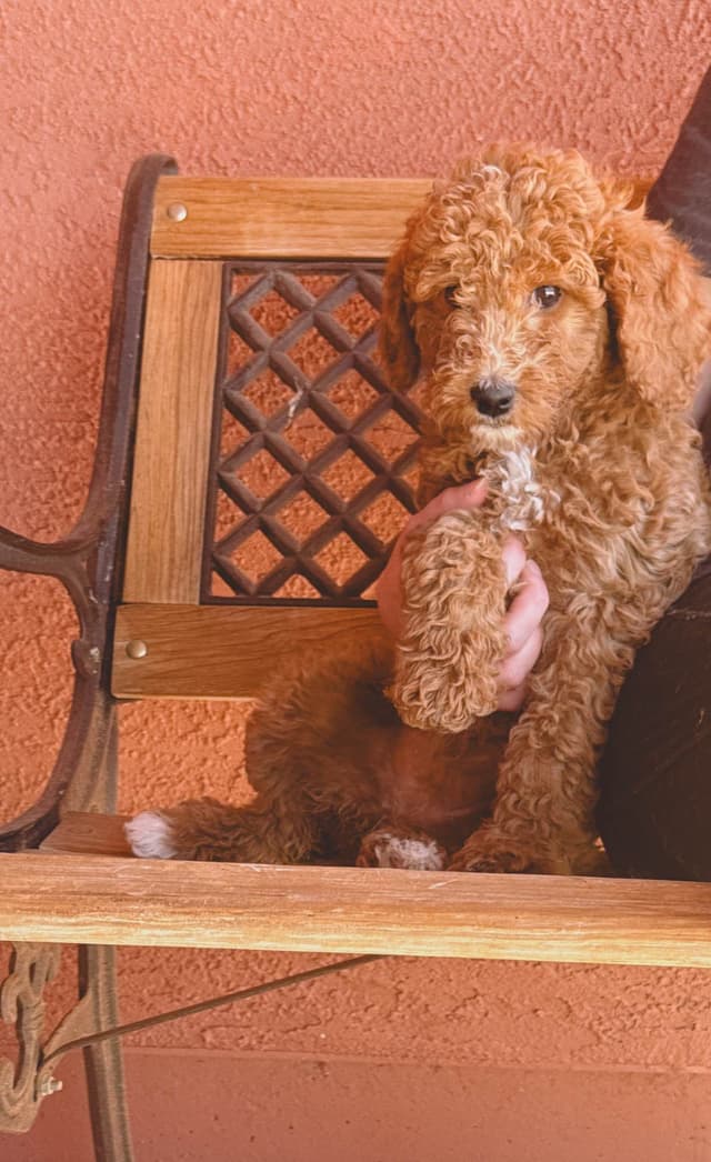 Poodle Puppies media 2