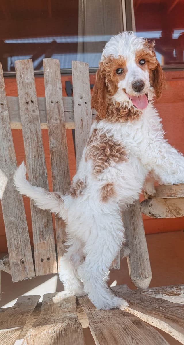 Poodle Puppies media 3