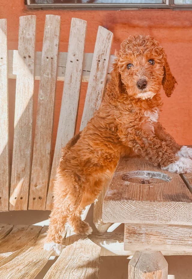 Poodle Puppies media 4