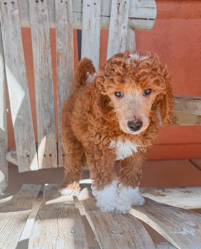 Poodle Puppies media 5