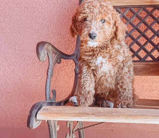 Poodle Puppies media 6