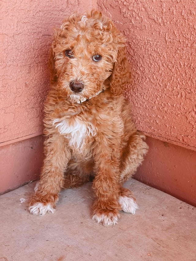 Poodle Puppies media 8