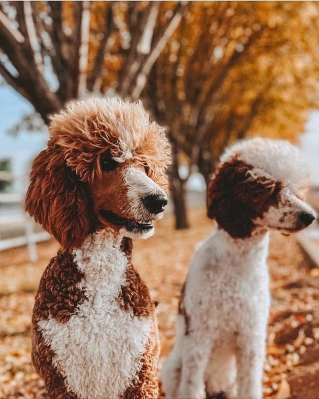 Poodle Puppies media 10