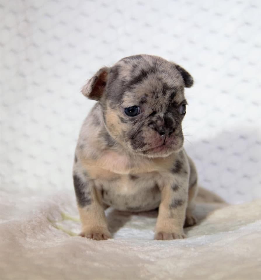 French Bulldog Puppies breeder image 2