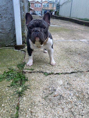 French Bulldog Puppies breeder image 3