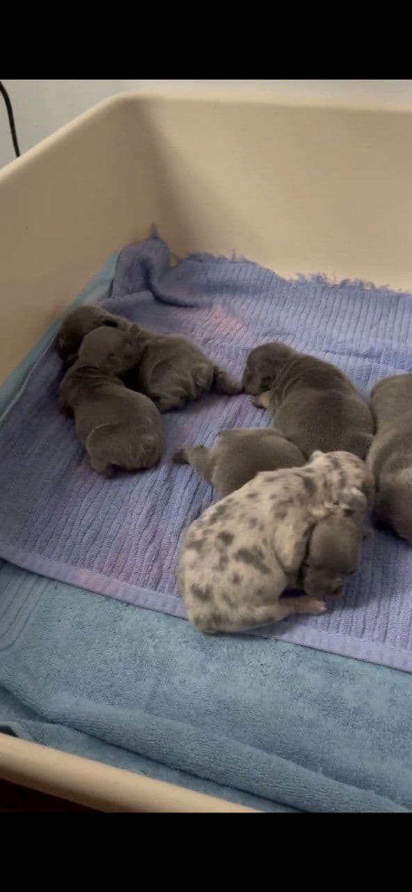 French Bulldog Puppies breeder image 5