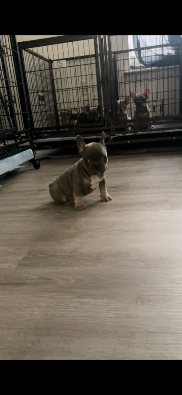 French Bulldog Puppies breeder image 4