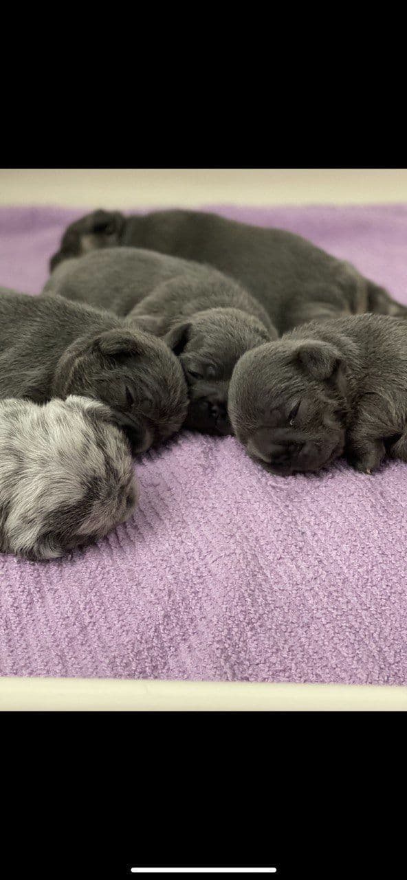 French Bulldog Puppies breeder image 7