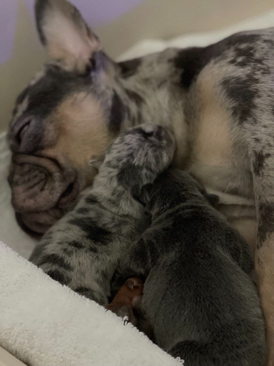 French Bulldog Puppies breeder image 8