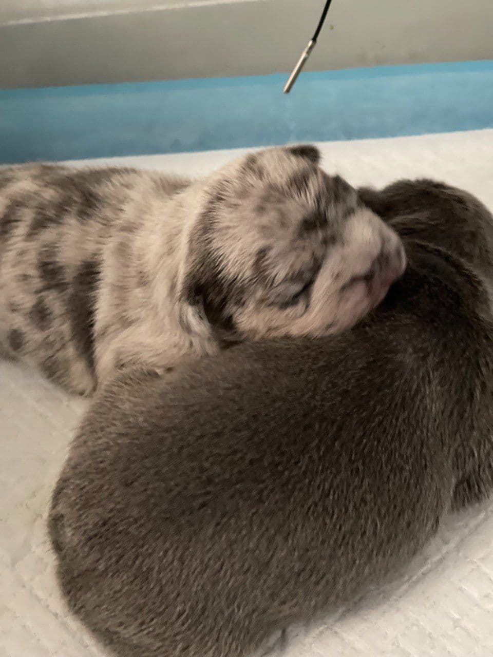 French Bulldog Puppies breeder image 13