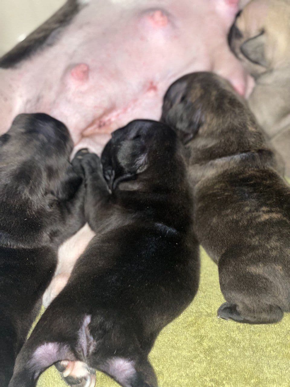 French Bulldog Puppies breeder image 10