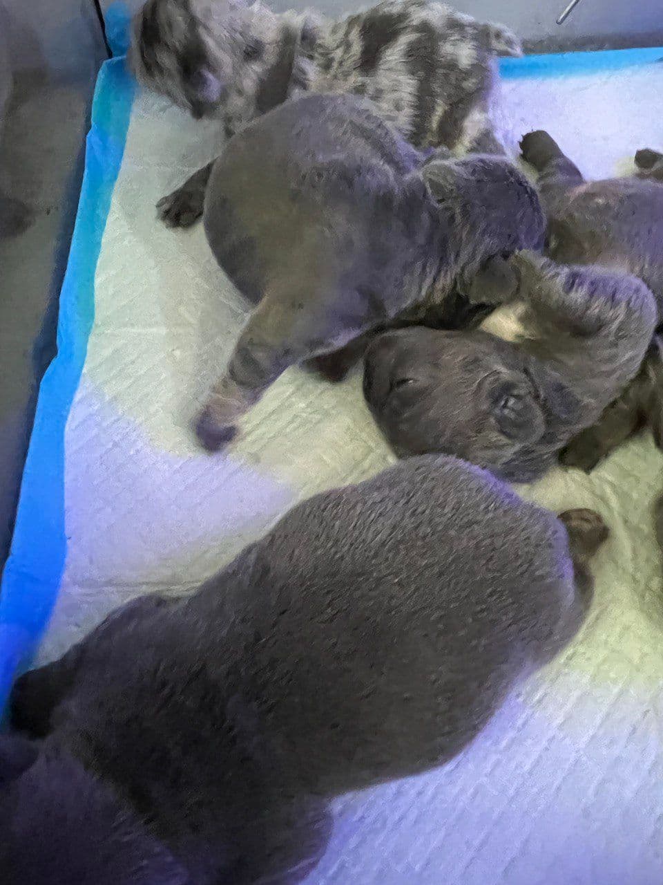French Bulldog Puppies breeder image 9