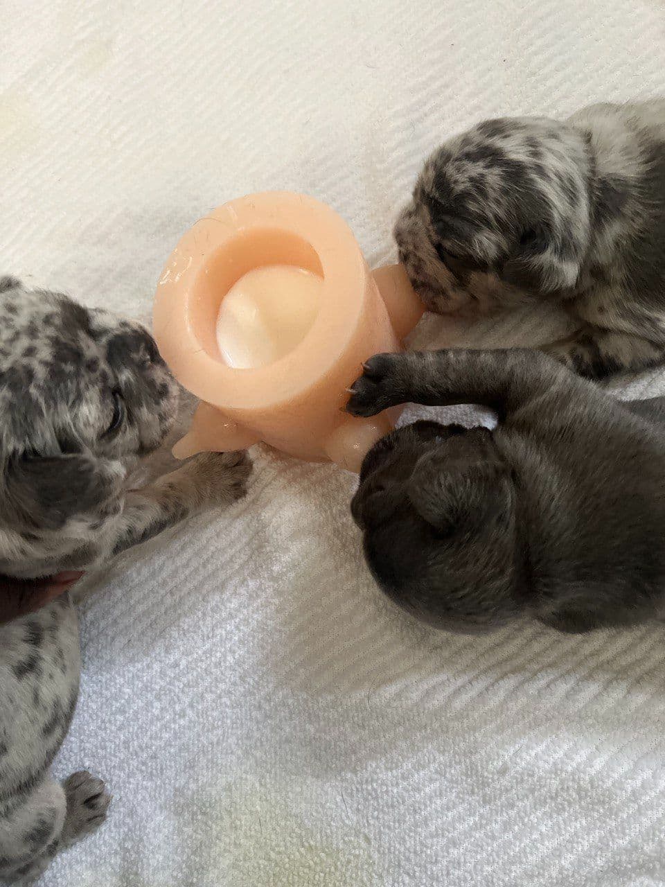 French Bulldog Puppies breeder image 14