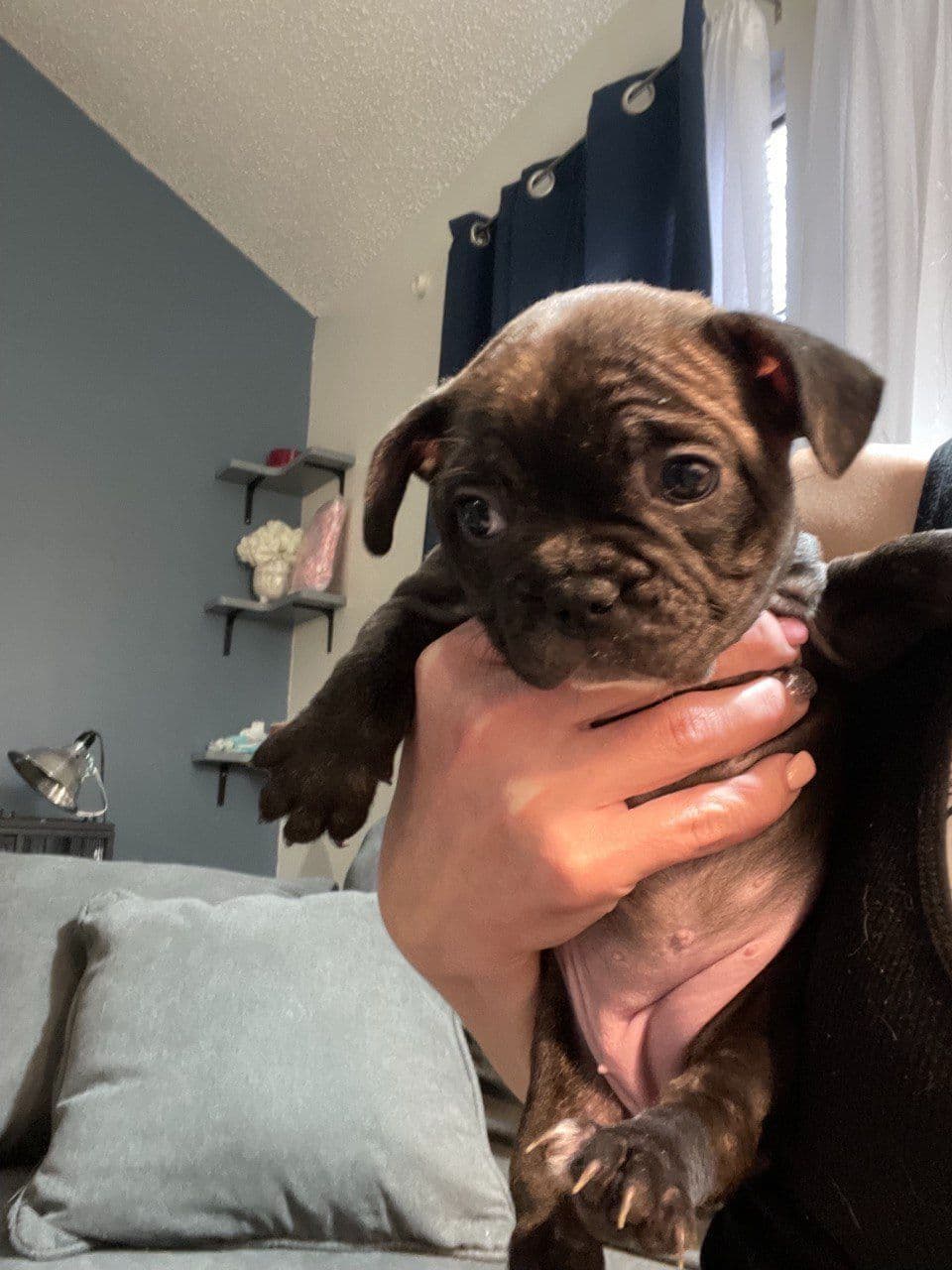 French Bulldog Puppies breeder image 11