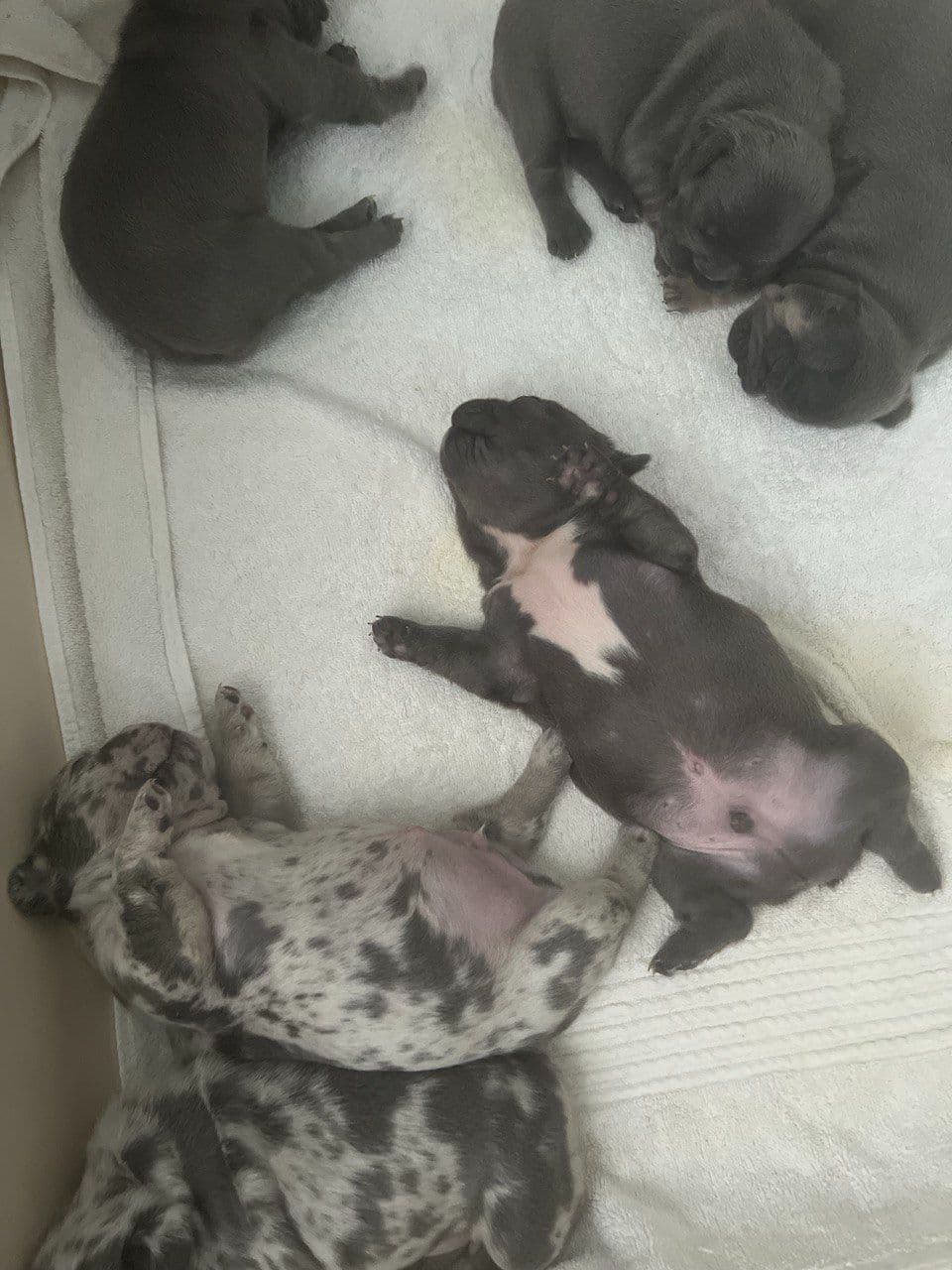 French Bulldog Puppies breeder image 15